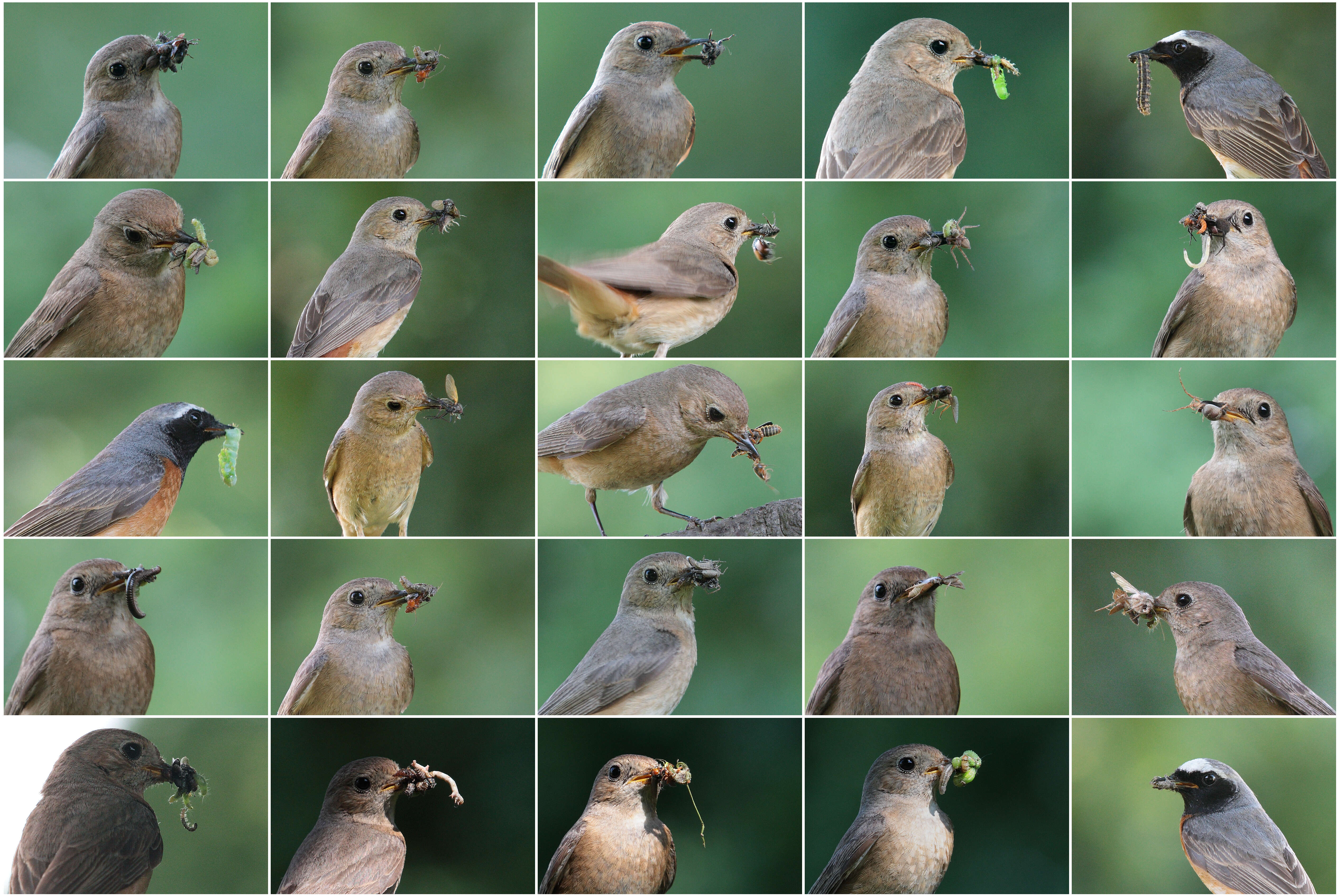 Image of Common Redstart