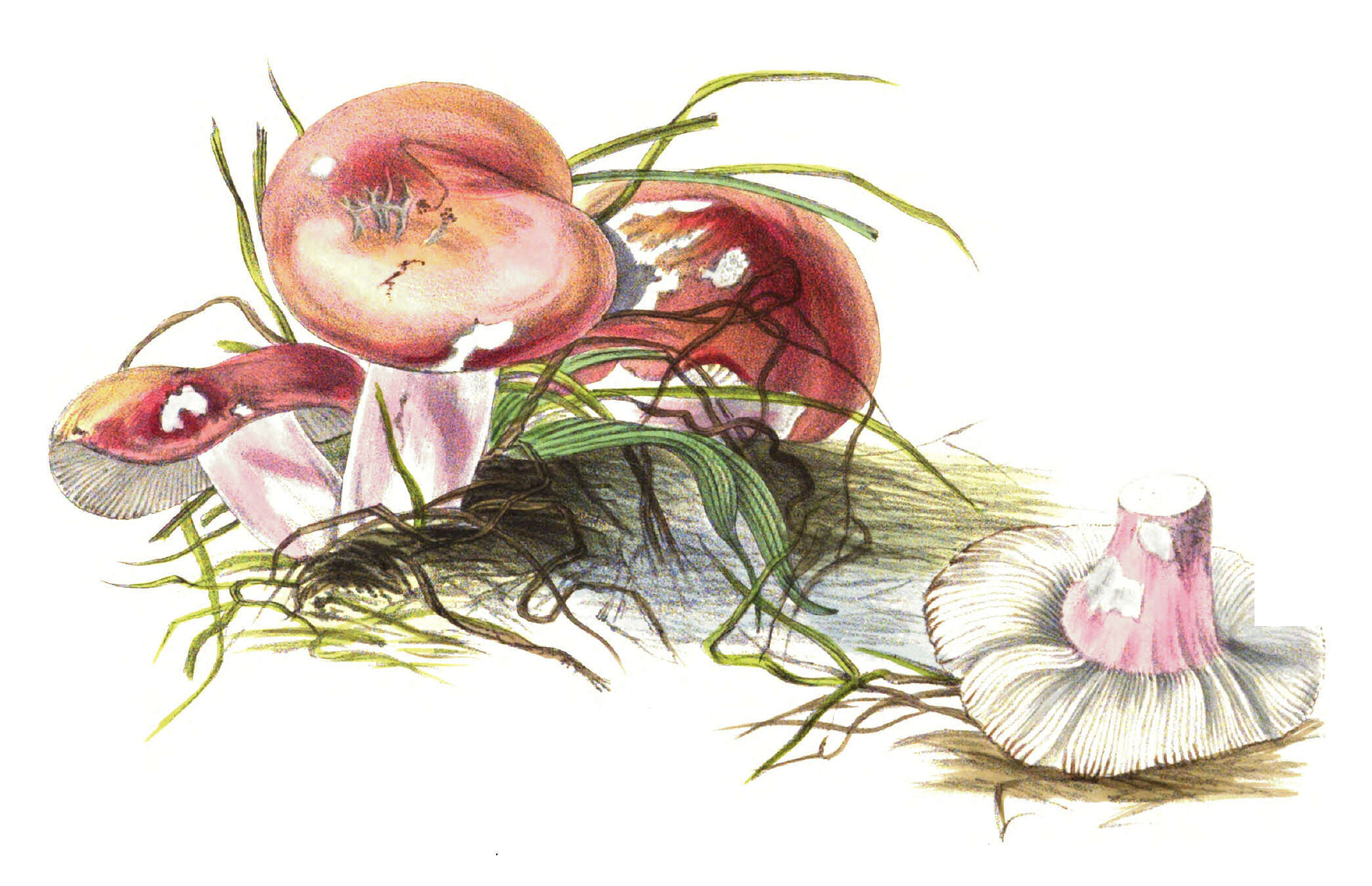 Image of Rosy Russula