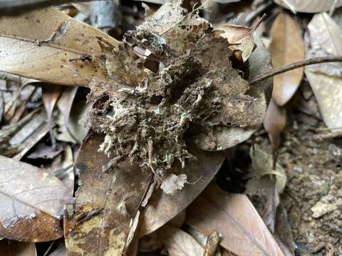 Image of Thelephora aurantiotincta Corner 1968