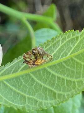 Image of Oeda (Oedacanthus) informis Westwood