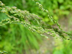 Image of Tall Manna Grass