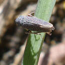 Image of Willow Leafhopper