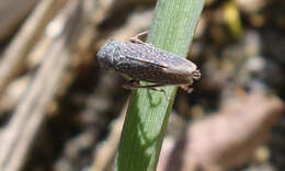 Image of Graphocephala confluens (Uhler 1861)