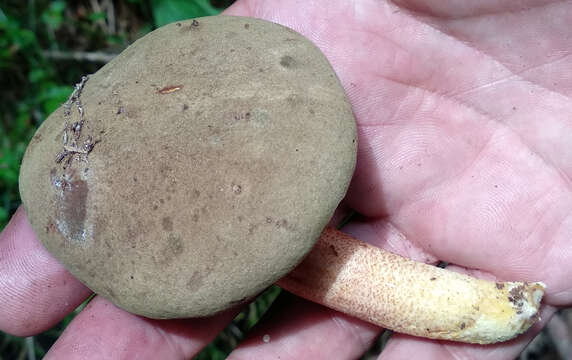 Image of Boletus ferrugineus Schaeff. 1774