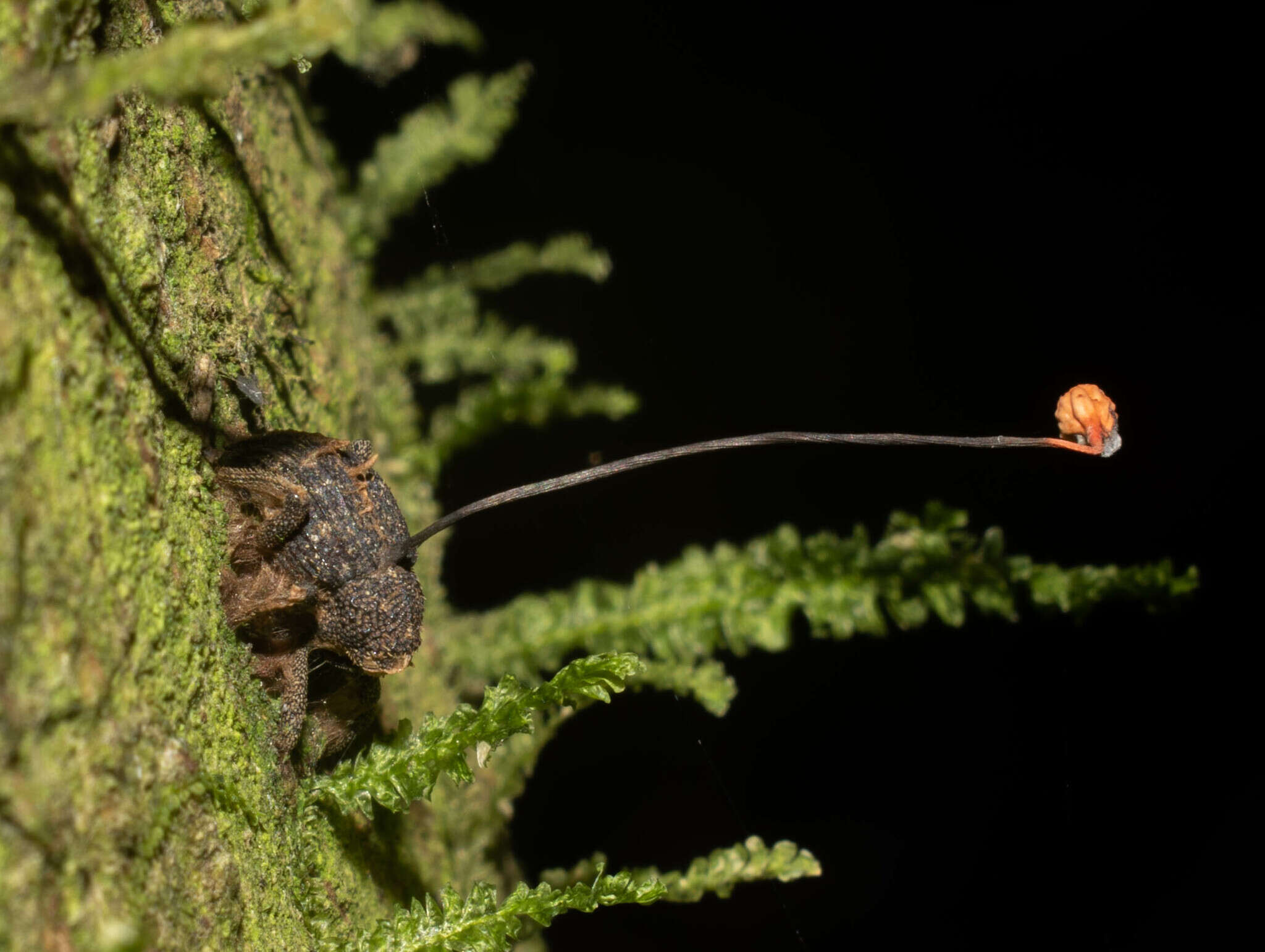 Image of Ophiocordyceps curculionum (Tul. & C. Tul.) G. H. Sung, J. M. Sung, Hywel-Jones & Spatafora 2007