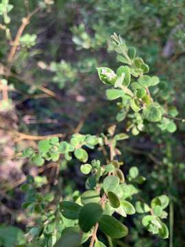 Image of Pimelea latifolia R. Br.