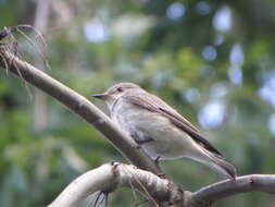 Image of Spotted Flycatcher