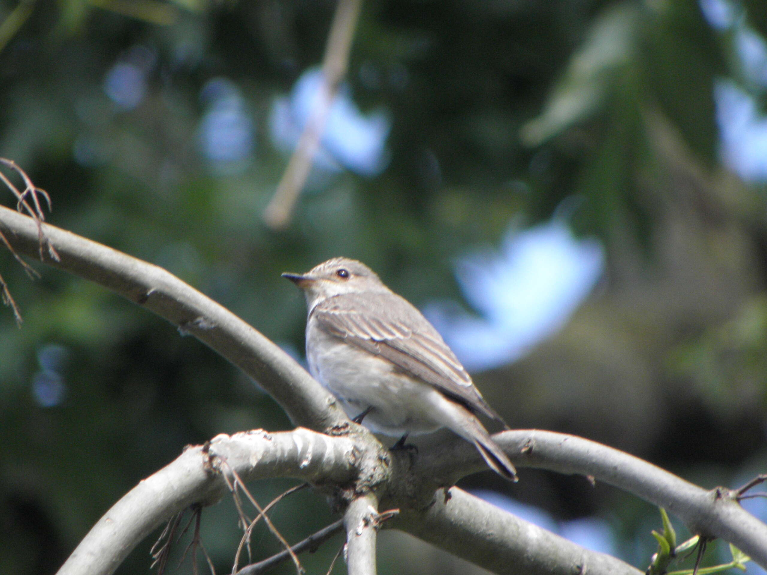 Image of Spotted Flycatcher