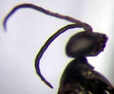 صورة Microphadnus pumilus (Costa 1882)