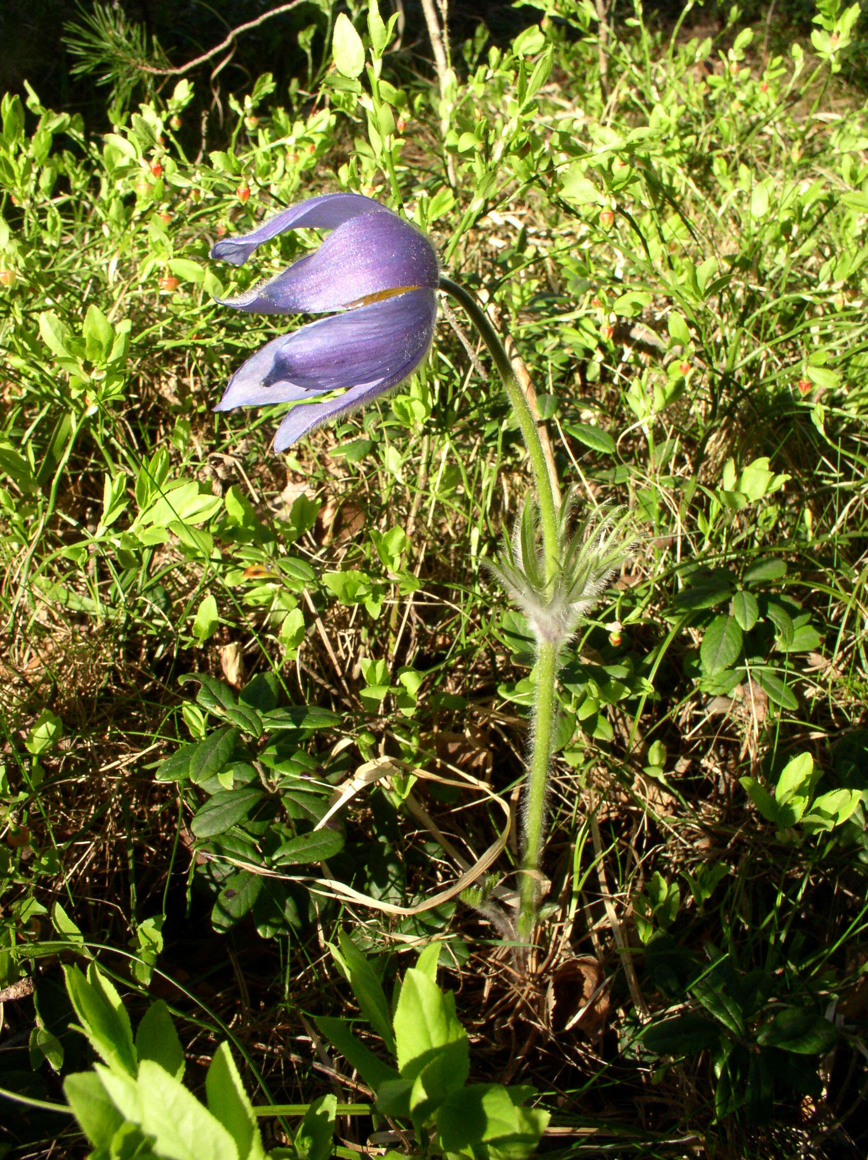 Image of Eastern Pasque Flower