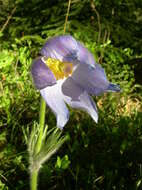 Image of Eastern Pasque Flower