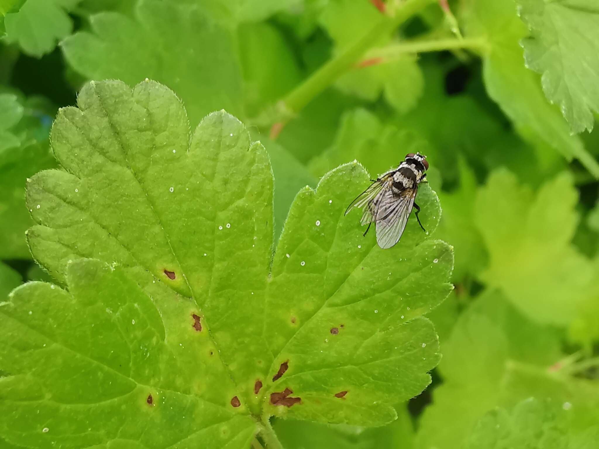 Imagem de Limnophora obsignata (Rondani 1866)