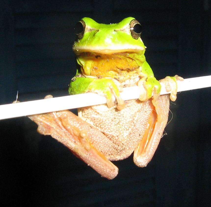 Image of Mediterranean Tree Frog