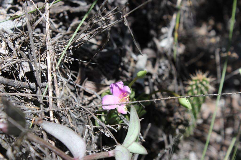 Image of Grahamia coahuilensis (S. Wats.) G. D. Rowley