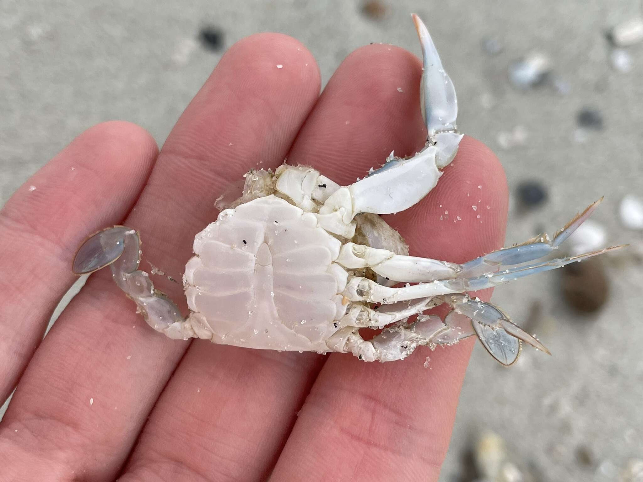 Image of lesser blue crab