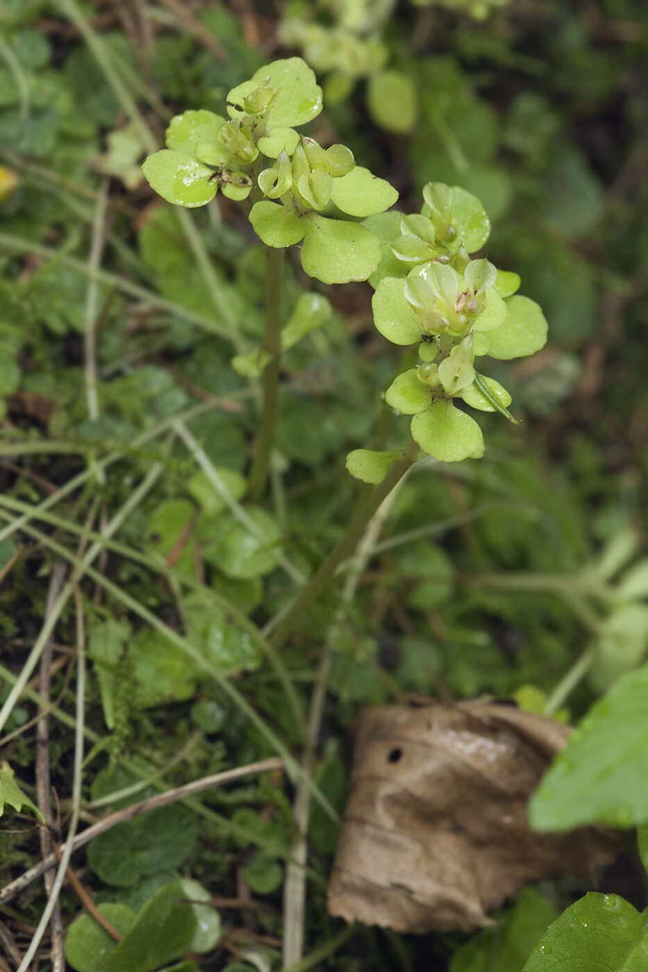 Image of Chrysosplenium grayanum Maxim.