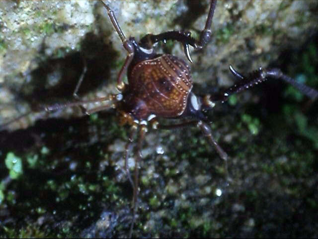 Image of Gonyleptes barbiellinii Mello-Leitão 1932