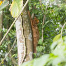 Image of Malayan Flying Lemur