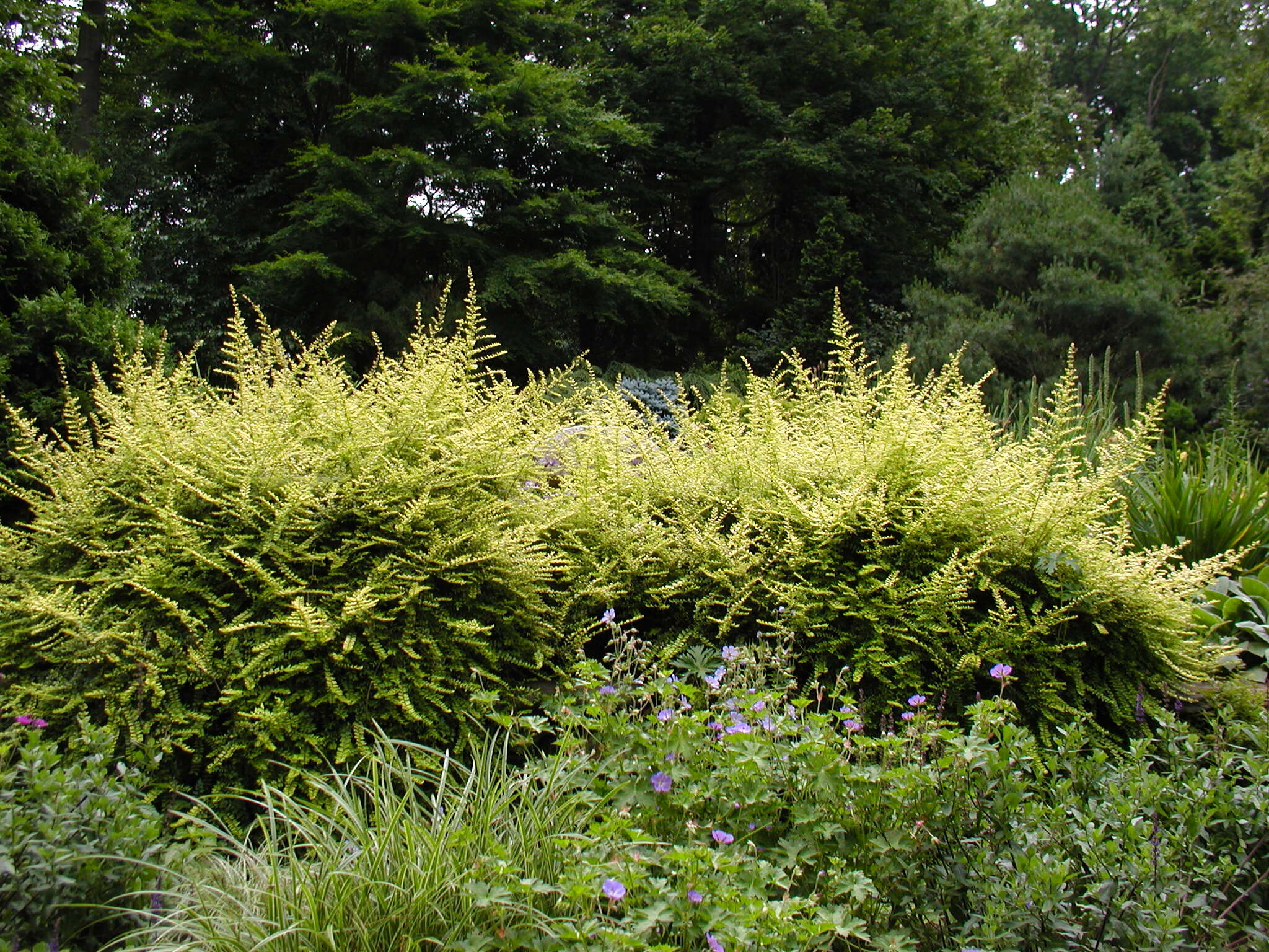 صورة Lonicera pileata var. yunnanensis (Franch.) Bernd Schulz