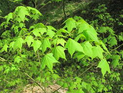 Plancia ëd Acer cappadocicum subsp. cappadocicum