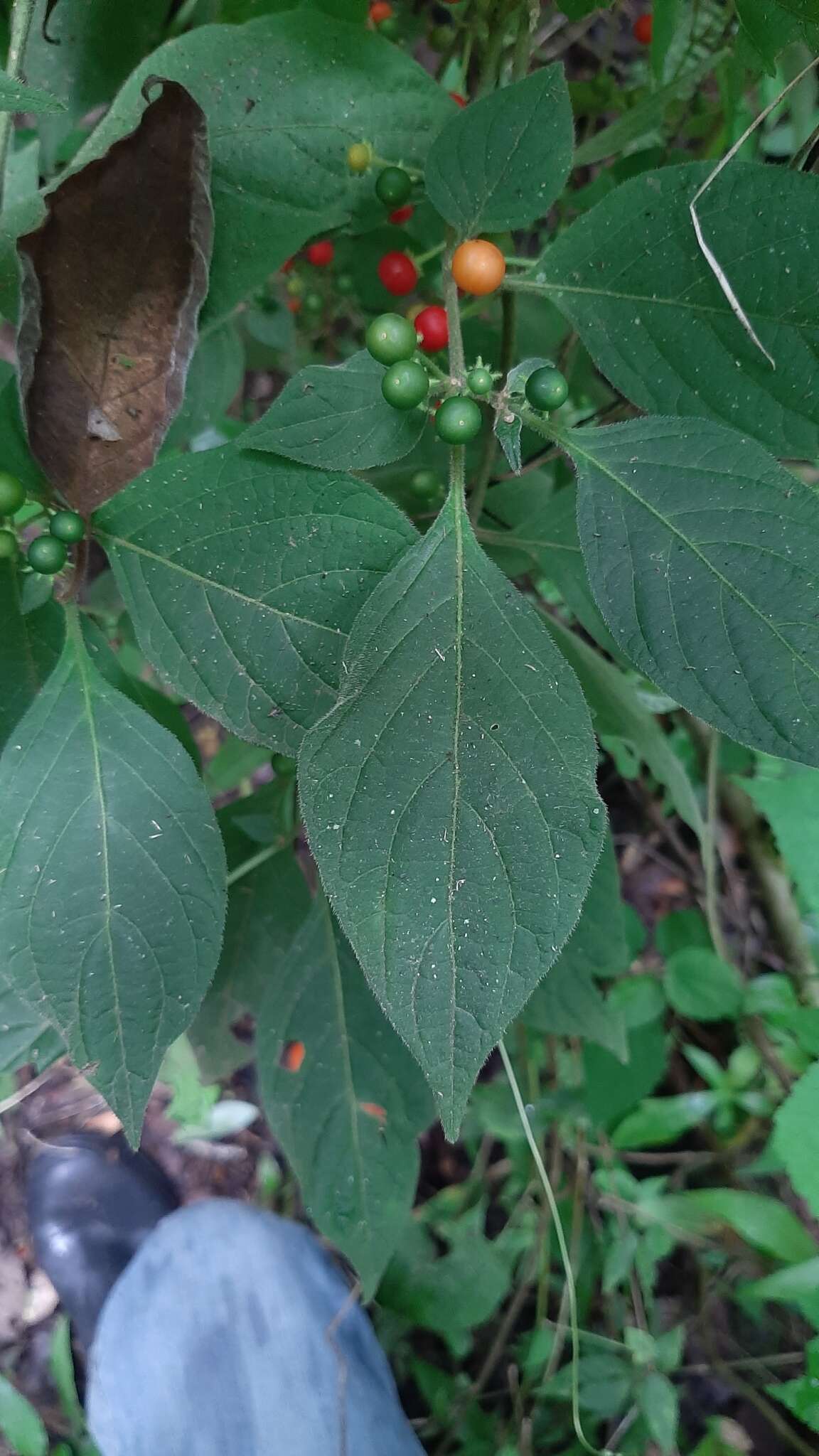 Image of Lycianthes arrazolensis (Coult.) Bitter