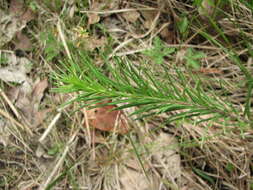 Image of whorled milkweed