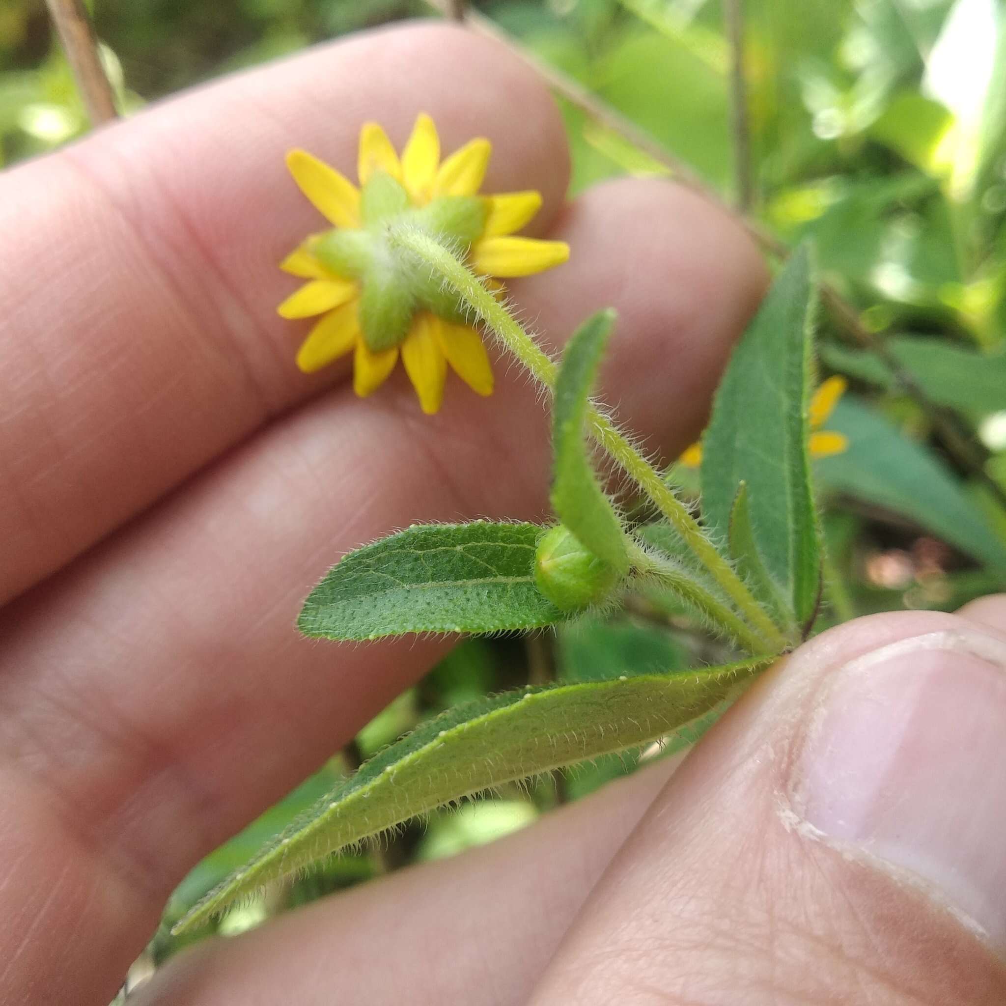 Image of Melampodium montanum Benth.