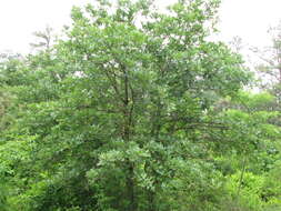 Sivun Quercus stellata Wangenh. kuva