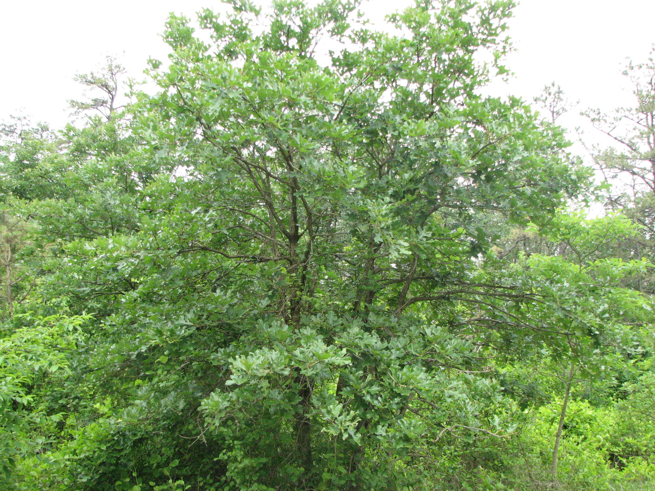 Sivun Quercus stellata Wangenh. kuva