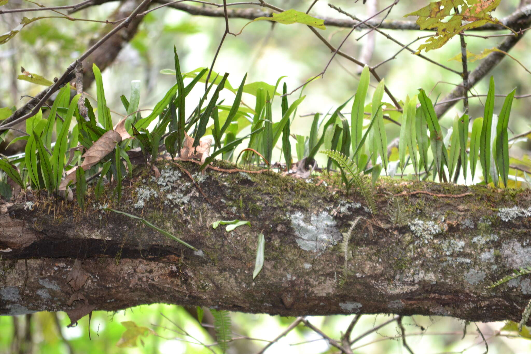 Image of Pleopeltis crassinervata (Fée) T. Moore