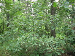 Image of Bear Oak