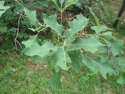 Image of Bear Oak