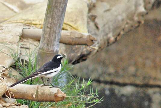 Image of White-browed Wagtail