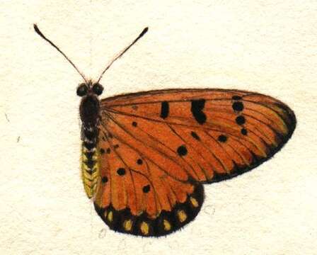 Image of Acraea terpsicore