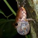 Image of Kudremukh bush frog