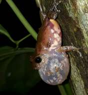 Image of Kudremukh bush frog