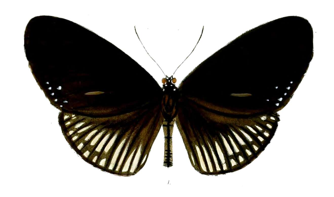 Image of Euploea alcathoe Godart 1819