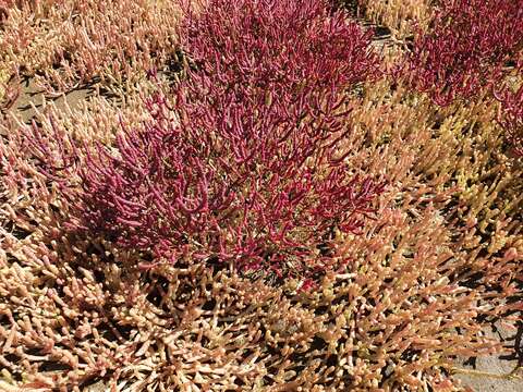 Слика од Salicornia meyeriana Moss