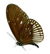 Image of Euploea alcathoe Godart 1819