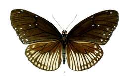 Image of Euploea alcathoe Godart 1819