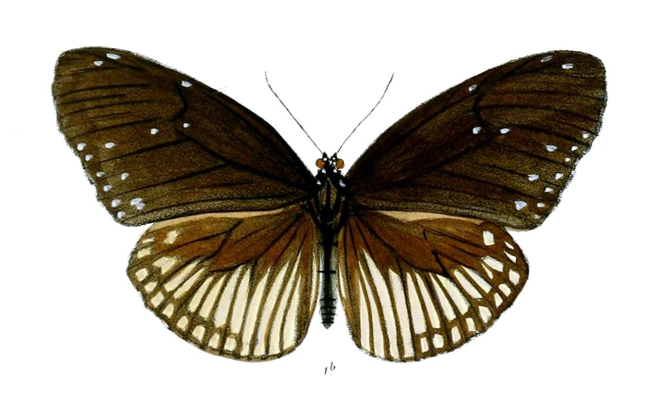 Image of Euploea alcathoe Godart 1819