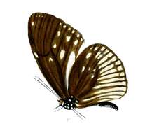 Image of Euploea alcathoe Godart 1819