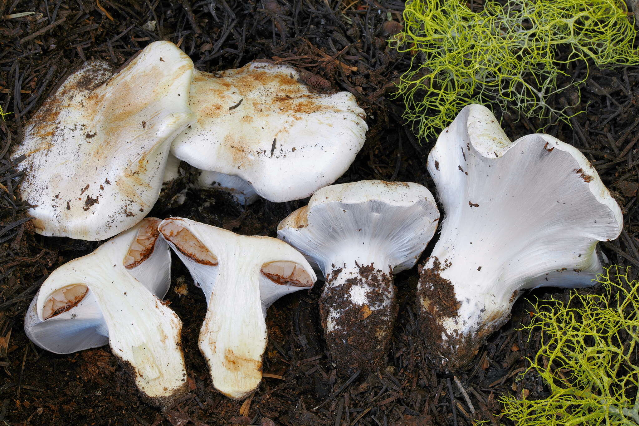 Image of Cortinarius magnivelatus Dearn. ex Fogel 1995