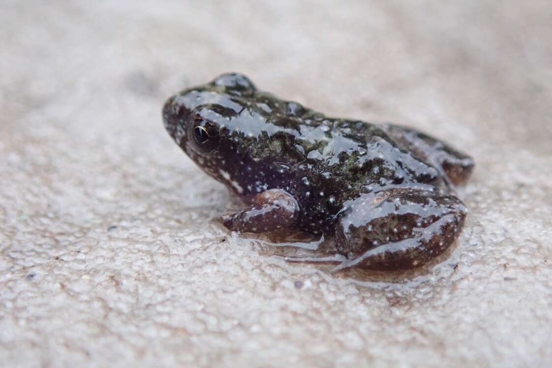 Image of Tasmanian Froglet