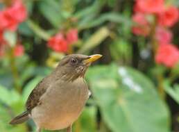 Image of Creamy-bellied Thrush