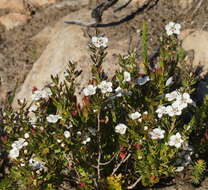 Sivun Leptospermum turbinatum J. Thompson kuva