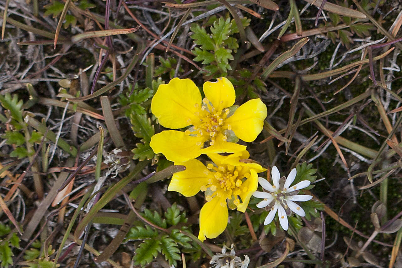 Image of Pacific silverweed