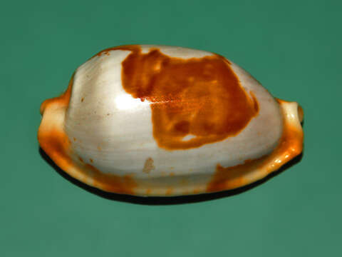 Image of stolid cowrie