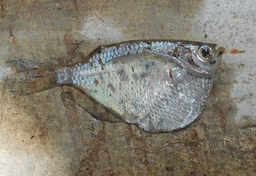 Слика од Gasteropelecus