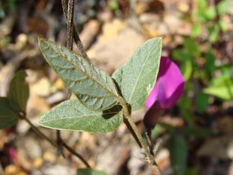 Image of Cologania biloba (Lindl.) G. Nicholson